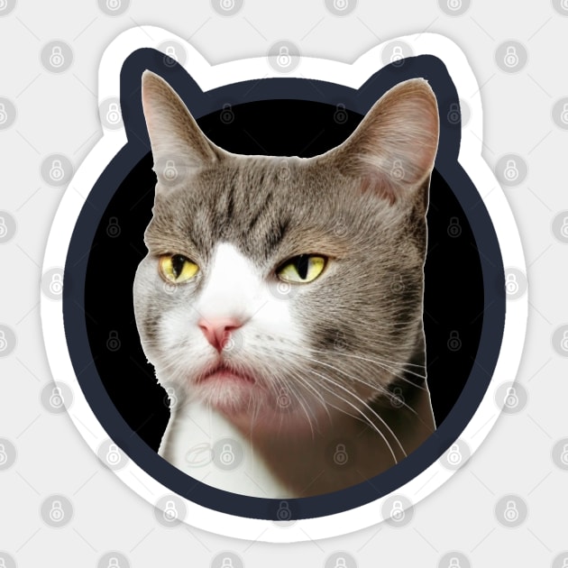 Sarcastic, indifferent cat...so, what? Sticker by Cavaleyn Designs